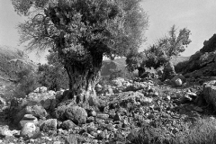 Olive tree II.
