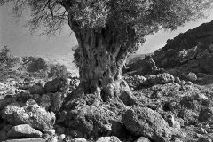 Olive tree I.