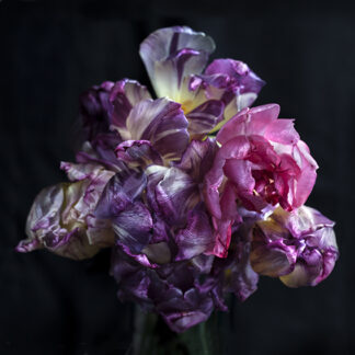 Baroque Squared (Quadrat)