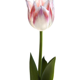 Upright (Hochformat)
