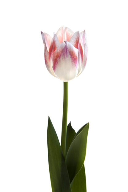 Upright (Hochformat)