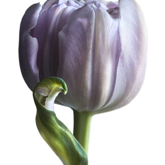 Delicate Purple (Hochformat)