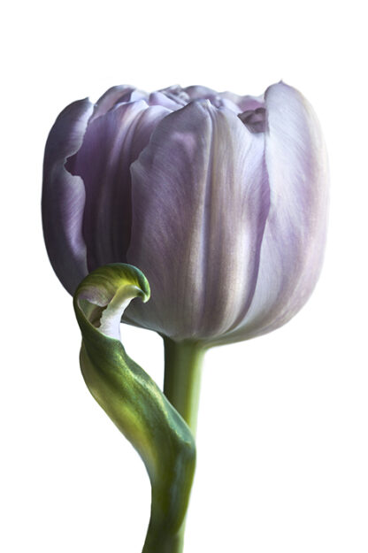 Delicate Purple (Hochformat)