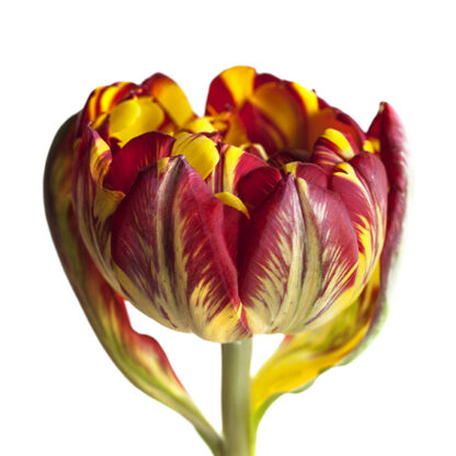 Yellow Striped (Quadrat)