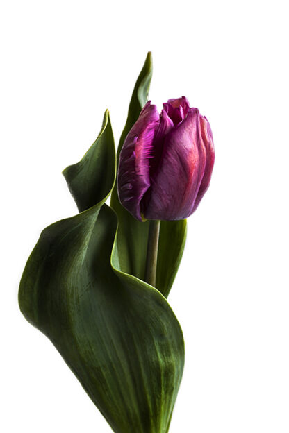 Silky Elegant (Hochformat)