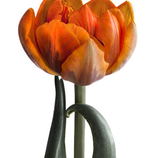 Filled Orange A (Hochformat)