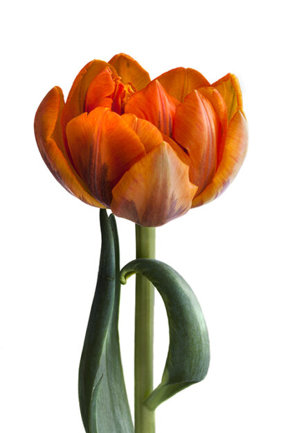 Filled Orange (Hochformat)