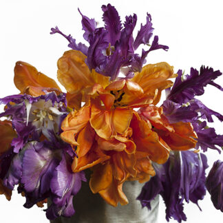 Parrot Purple-orange (Querformat)