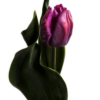 Silky Elegant (Hochformat)