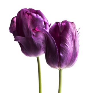 Enchanting Purple (Hochformat)