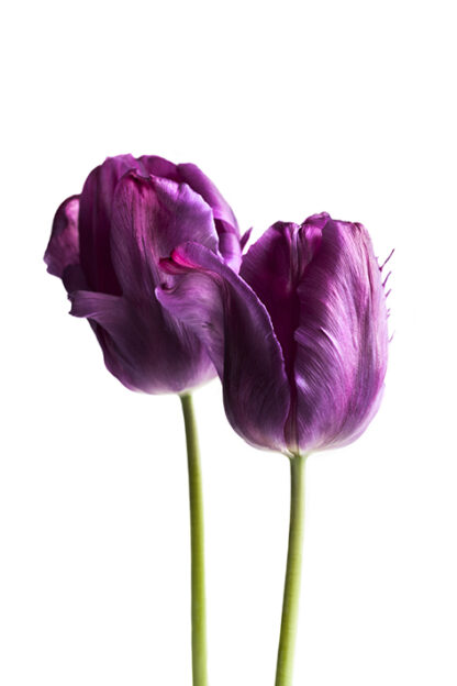 Enchanting Purple (Hochformat)