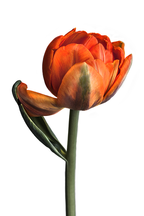 Filled Orange B (Hochformat)