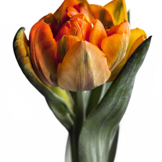 Filled Orange C (Hochformat)