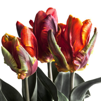 Three Flames (Querformat)